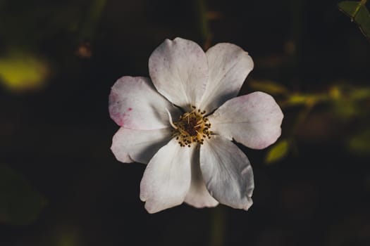 Macro photo of coloured flower. High quality photo