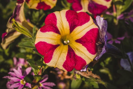 Macro photo of coloured flower. High quality photo