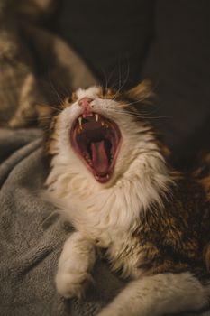 Yawning cat. High quality photo