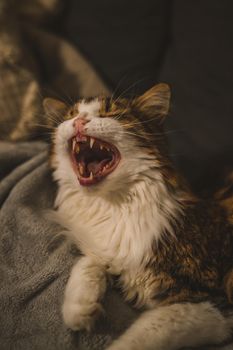 Yawning cat. High quality photo