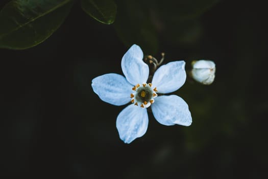 Macro photo of coloured flower. High quality photo