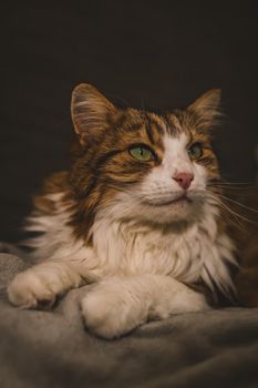 Portrait of a cat with green eyes. High quality photo