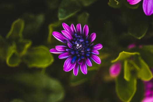 Macro photo of coloured flower. High quality photo