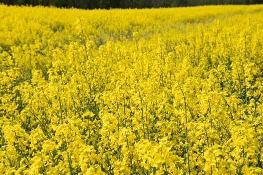 bright yellow field of blooming rapeseed in belgium, sunny spring day, natural flower background. High quality photo