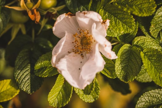 Macro photo of coloured flower. High quality photo