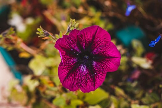 Macro photo of coloured flower. High quality photo