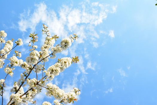 Cherry Blossom with a sky on background spring season