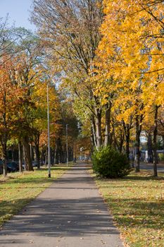 bike path in the park among autumn leaf fall, golden and yellow leaves on the trees. High quality photo