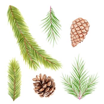 Watercolor spruce branch and pine cones set isolated on white background.