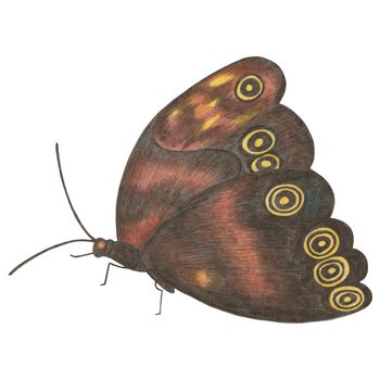 Hand Drawn Colorful Butterfly Isolated on White Background. Butterfly Illustration Drawn by Colored Pencil. Hand Drawn Moth Clipart.