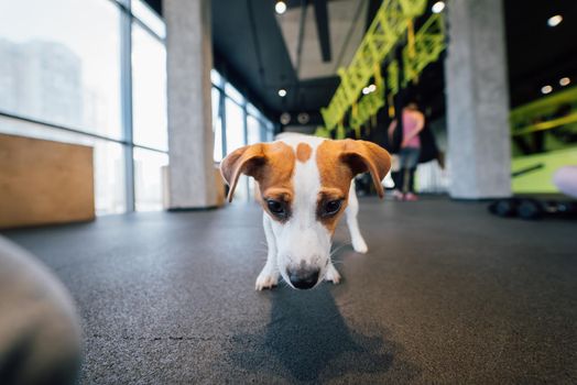 Cute small jack russell dog in gym. Healthy lifestyle indoors