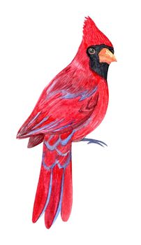Watercolor red cardinal isolated on white background. Bird sitting hand drawn illustration