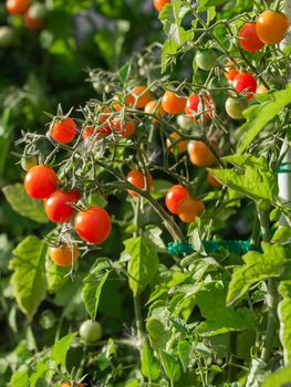 Ripe tomato plant growing. Fresh bunch of red natural tomatoes on a branch in organic vegetable garden