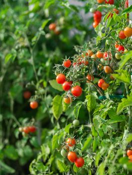Ripe tomato plant growing. Fresh bunch of red natural tomatoes on a branch in organic vegetable garden