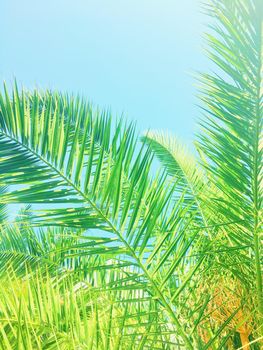 Tropical nature, vintage backdrop and summer vacation concept - Palm tree leaves and the sky, summertime travel background