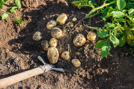 organic homemade vegetables in the hands of male potatoes.