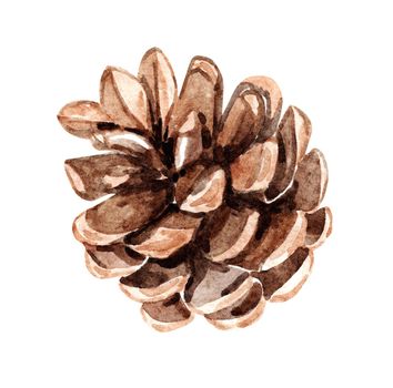 Watercolor brown pine cone isolated on white background