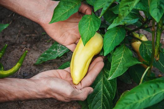 organic homemade vegetables in the hands of male peppers.