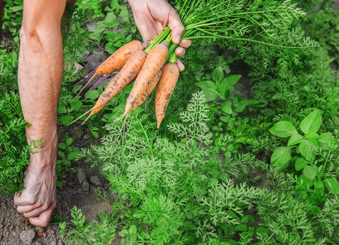 organic homemade vegetables in the hands of men. food.