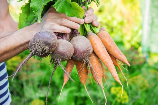 organic homemade vegetables in the hands of men. food.