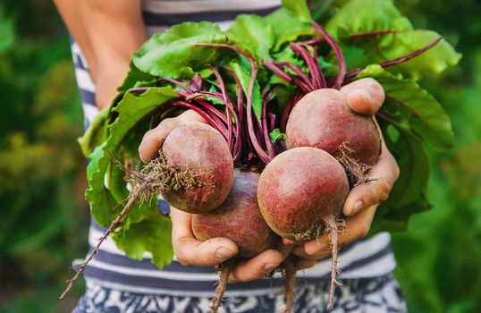 organic homemade vegetables in the hands of men.