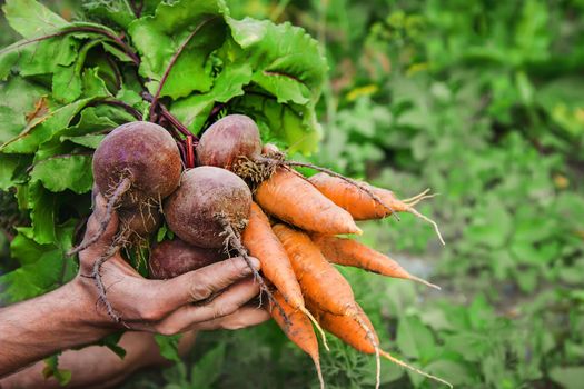 organic homemade vegetables in the hands of men.