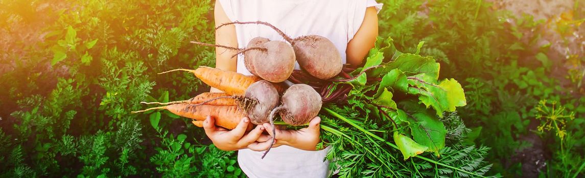 organic homemade vegetables harvest carrots and beets