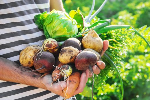organic homemade vegetables in the hands of men.