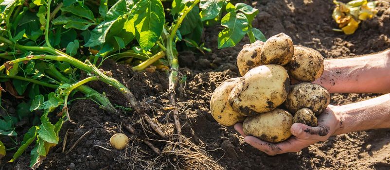 organic homemade vegetables in the hands of male potatoes.