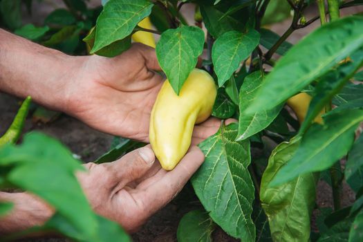 organic homemade vegetables in the hands of male peppers.