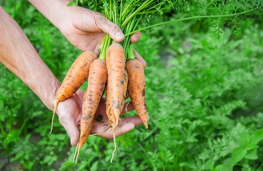 organic homemade vegetables in the hands of men. food.