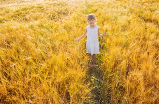 child in a wheat field. selective focus. nature