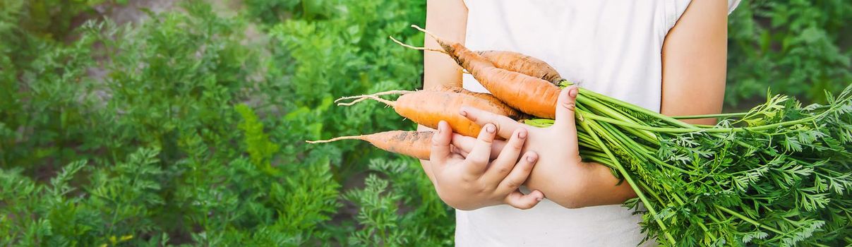 organic homemade vegetables harvest carrots and beets