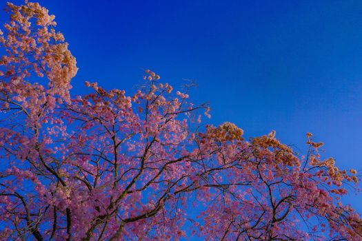 Sakura of blue sky and full bloom. Shooting Location: Tokyo Chofu City