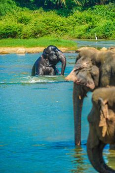 Wild elephant image (Sri Lanka Pinnala). Shooting Location: Sri Lanka