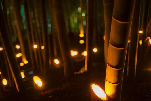 Bamboo Lights Up Light Up. Shooting Location: Yokohama-city kanagawa prefecture