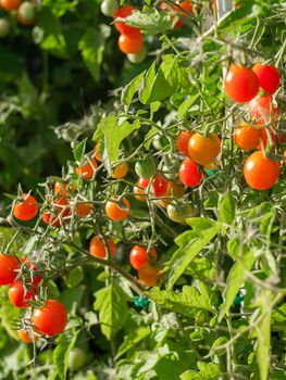 Ripe tomato plant growing. Fresh bunch of red natural tomatoes on a branch in organic vegetable garden