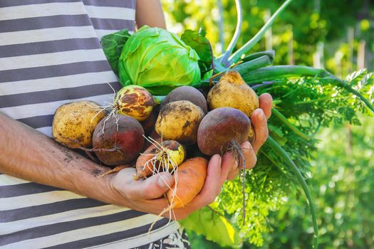 organic homemade vegetables in the hands of men.