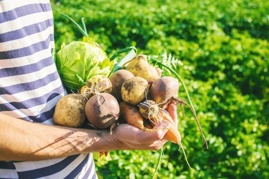 organic homemade vegetables in the hands of men. food.
