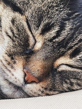 Beautiful female tabby cat at home, adorable domestic pet portrait, close-up