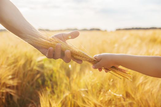 the hand of child and father on wheat field.