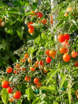 Ripe tomato plant growing. Fresh bunch of red natural tomatoes on a branch in organic vegetable garden