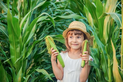 child in the field of corn. a small farmer. selective focus.