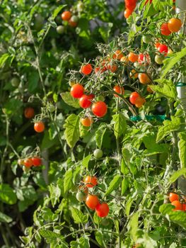 Ripe tomato plant growing. Fresh bunch of red natural tomatoes on a branch in organic vegetable garden