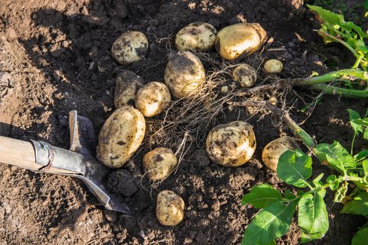 organic homemade vegetables in the hands of male potatoes.