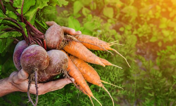 organic homemade vegetables in the hands of men.