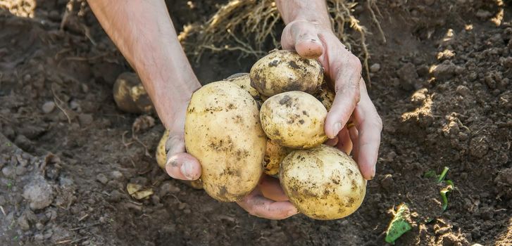 organic homemade vegetables in the hands of male potatoes. food.