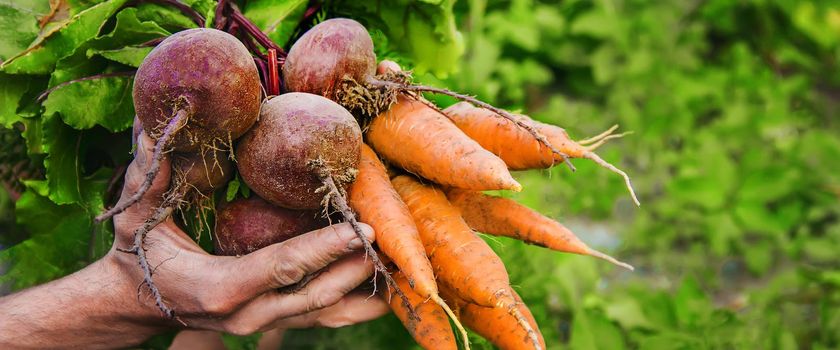 organic homemade vegetables in the hands of men.