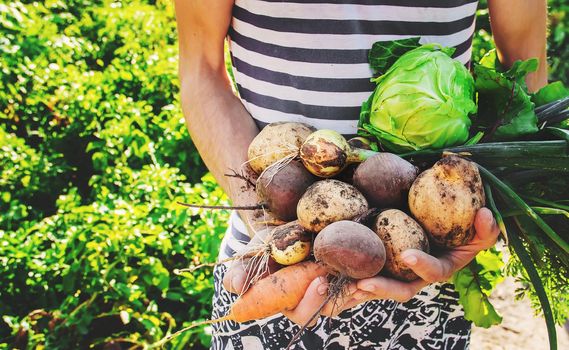 organic homemade vegetables in the hands of men.