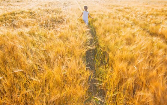 child in a wheat field. selective focus. nature